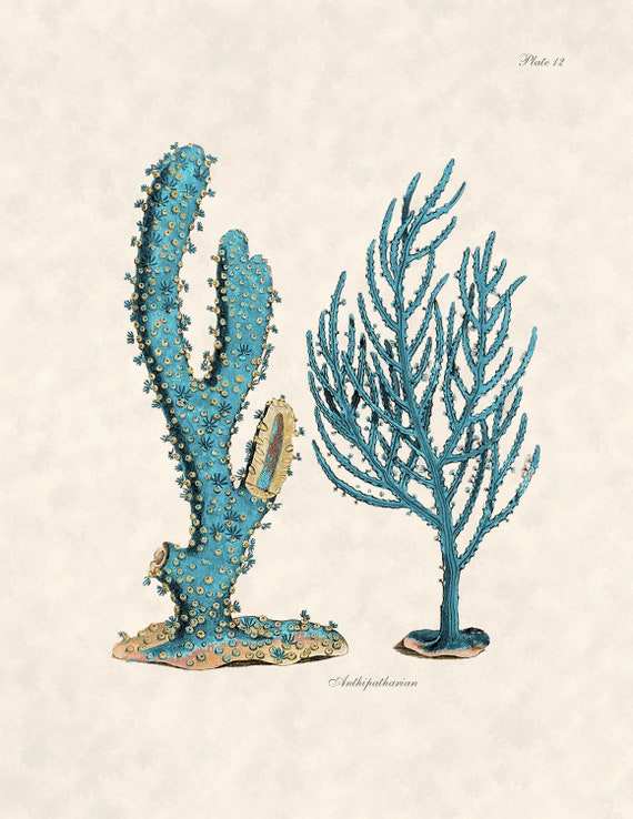 Items similar to Vintage Sea Fan Beach Art Print Shell Decor for