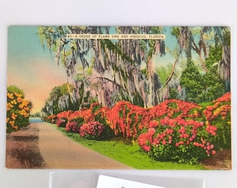 Hedge of Flame Vine & Hibiscus Florida 1940s Linen Postcard FL PC 1944 Hialeah