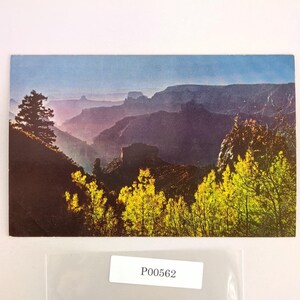 Grand Canyon National Park Arizona 1950s Postcard 1954 PC AZ Mike Roberts