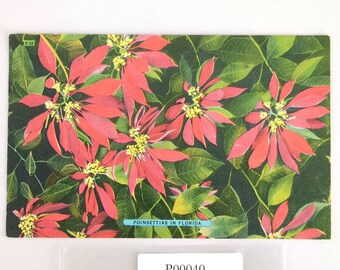 Vintage 1949 Linen Postcard Poinsettias in Florida Tropical Flowers Miami