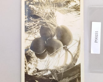 Vintage 1930s Coconuts Honolulu Hawaii Postcard Real Photo RPPC Sepia Kodak