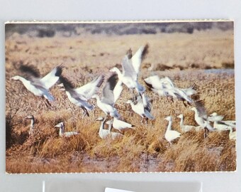 Vintage Postcard 1970s Snow Geese Cape Hatteras North Carolina Unused NC Birds
