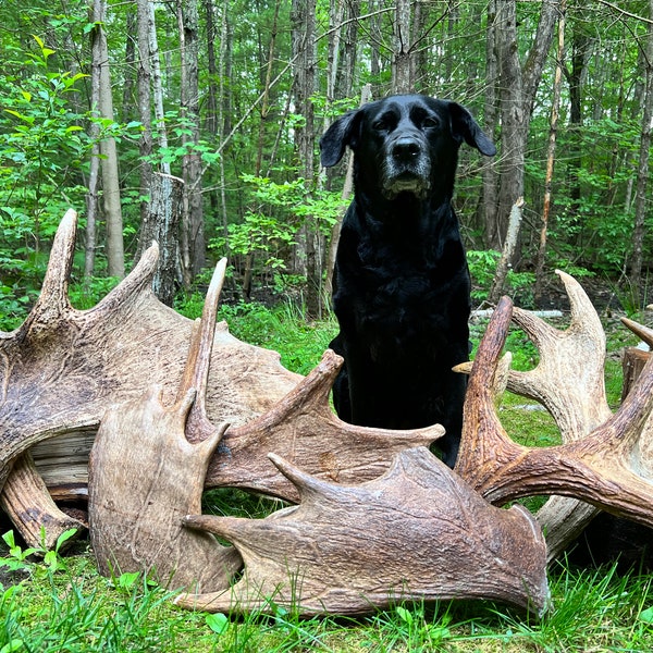 Moose Antler Base Dog Chew Treat  Authentic Natural Ethically Foraged