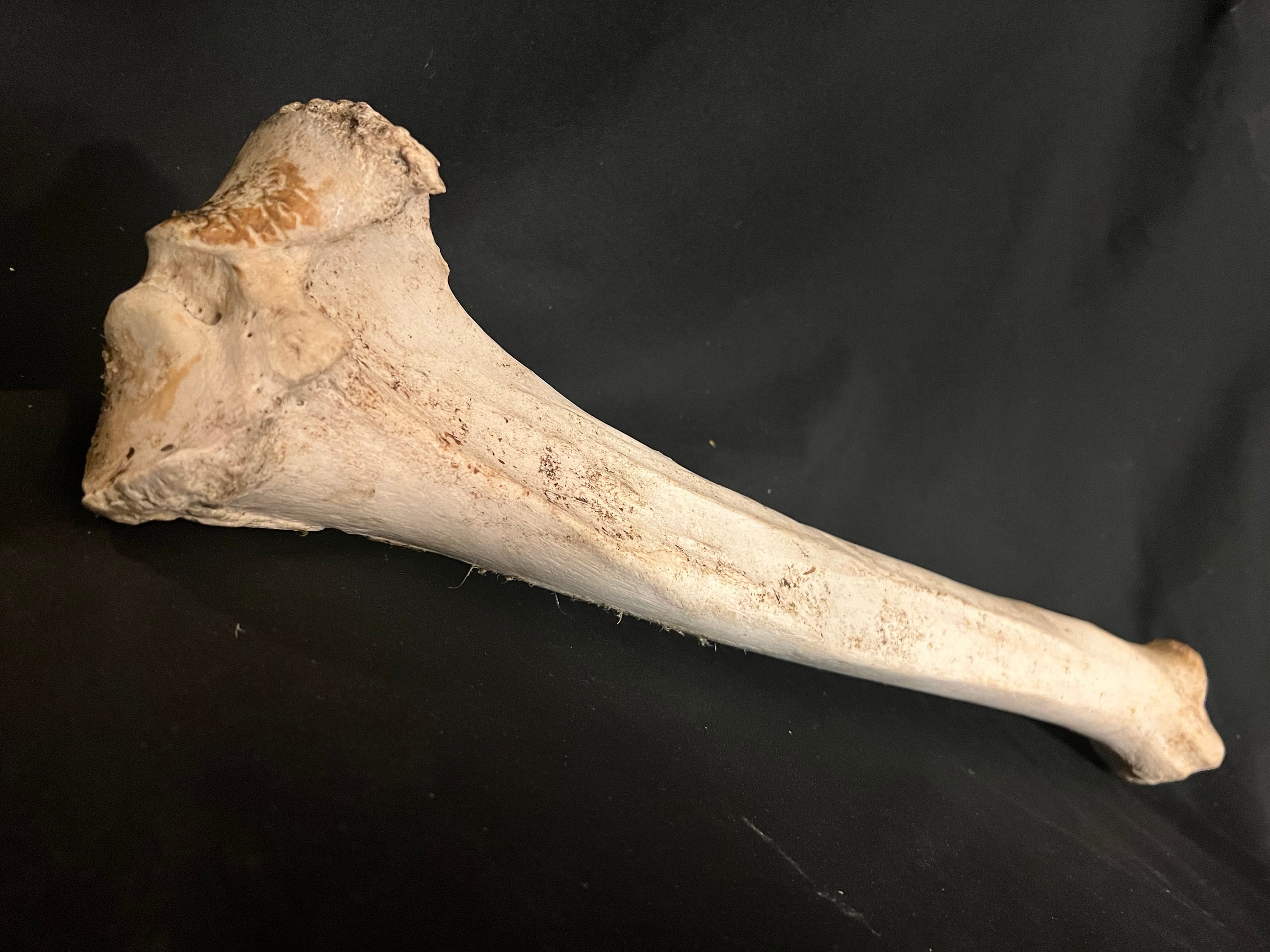 Moose Femur Bone Leg Bone Nature Cleaned Foraged From the