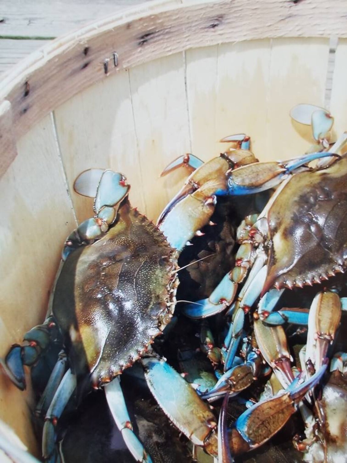 Maryland Blue Crab Photo Blue Crab Photography Maryland | Etsy
