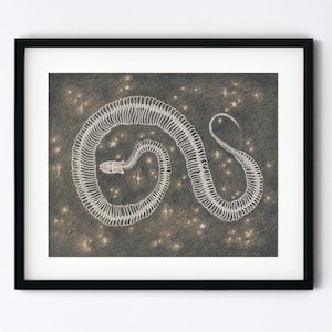 Snake Skeleton Art Print - Serpent and Stars Drawing - Pencil Sketch Realism - Goth Cottagecore - 5x7 or 8x10 Artwork With 11x14 Mat Option