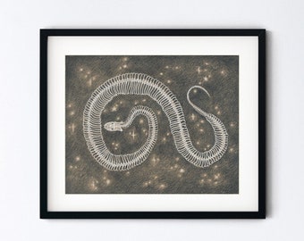 Snake Skeleton Art Print - Serpent and Stars Drawing - Pencil Sketch Realism - Goth Cottagecore - 5x7 or 8x10 Artwork With 11x14 Mat Option
