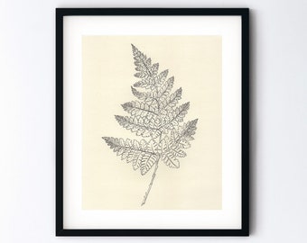 Fern Leaf Original Drawing - Botanical Art - Pencil Sketch Realism - Northern Beech Plant - Handmade Artwork - 8x10 With Optional 11x14 Mat