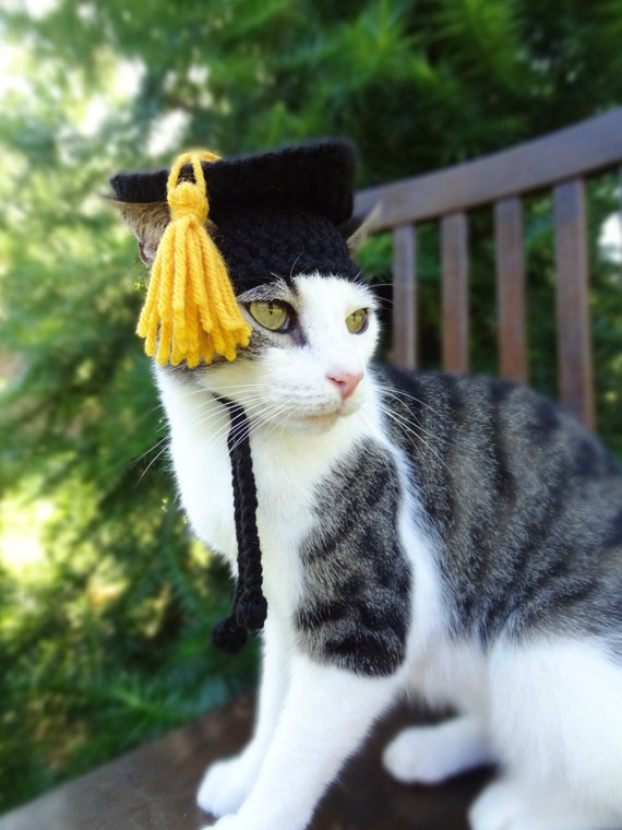graduation autograph cat