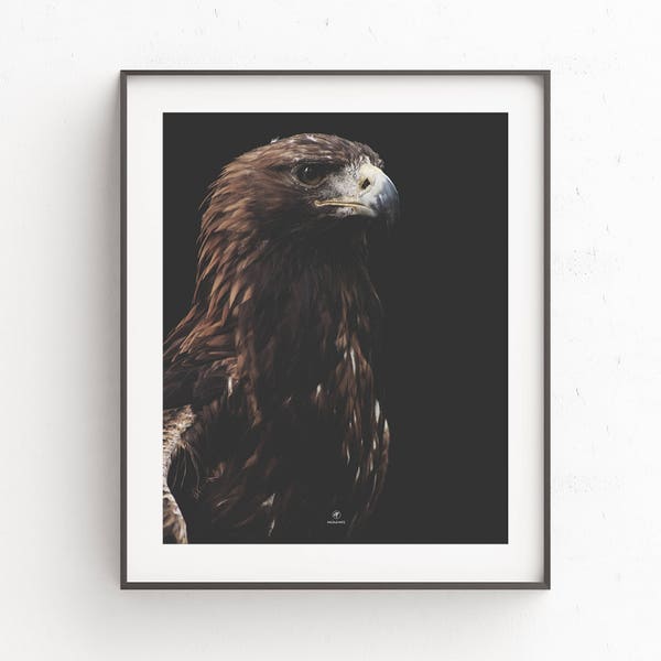 Adler, Vogel, Natur, Fotografie, Poster, Amerika, Braun, Steinadler, Wildlife, Habicht