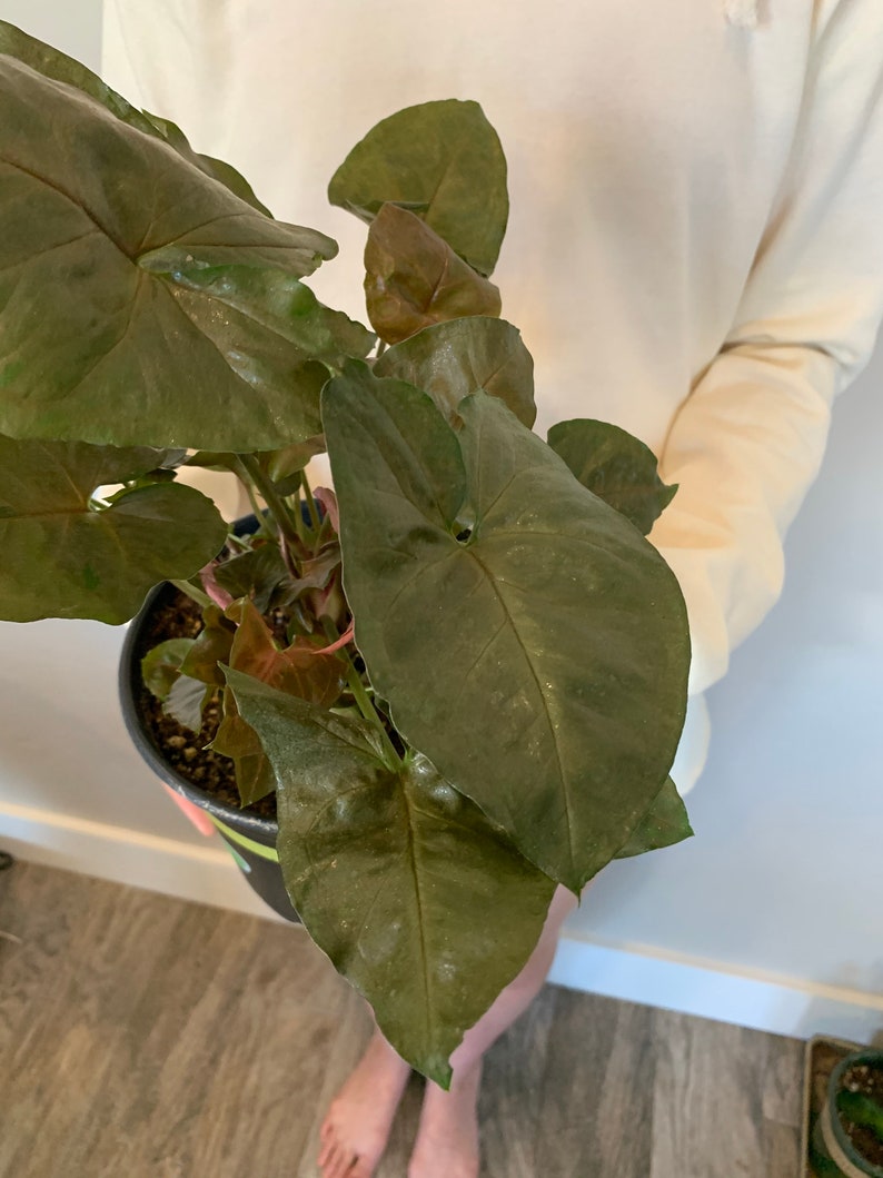 Syngonium Arrowhead Plant Maria Allusion 8 Live Plant Etsy