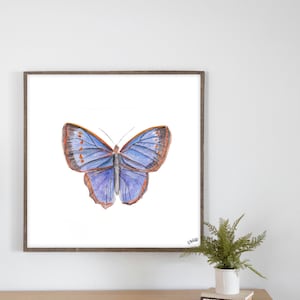 Febbraio Mese di Nascita Arte Farfalla Acquerello Stampa Giclée / Grande Arte da Parete Farfalla / Arte da Parete Farfalla Divisa / Regalo per Nascituri di Febbraio