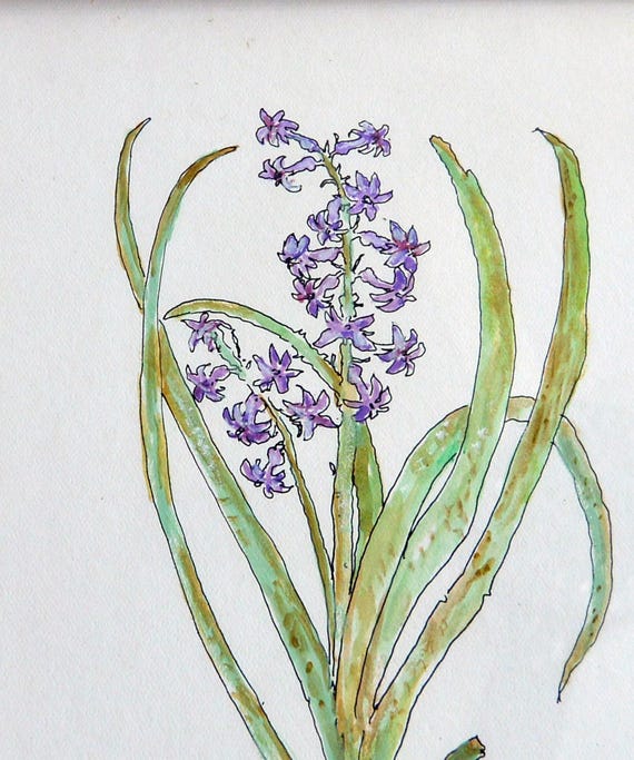 ゴードン・グラハムのボタニカルアート:額入り紫色の花の水彩画 ゴードン・グラハムのボタニカルアート:額入り紫色の花の水彩画
