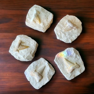 Authentic Fossil Shark Tooth - Prehistoric Ocean Treasure