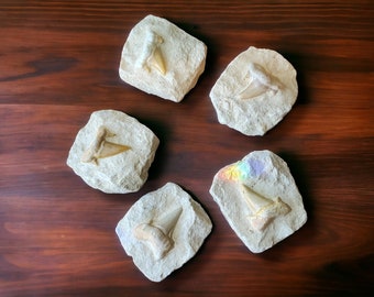 Authentic Fossil Shark Tooth - Prehistoric Ocean Treasure