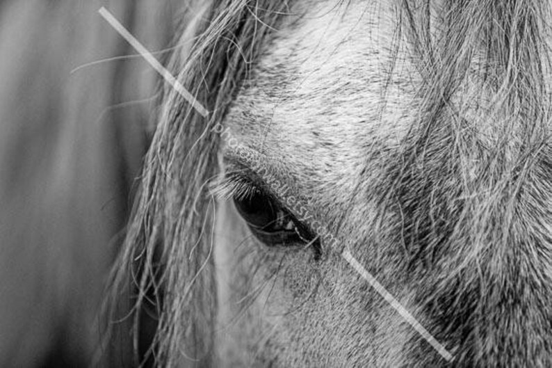 Horses Wall Art Black and White Photography Horse Tack Horse Etsy