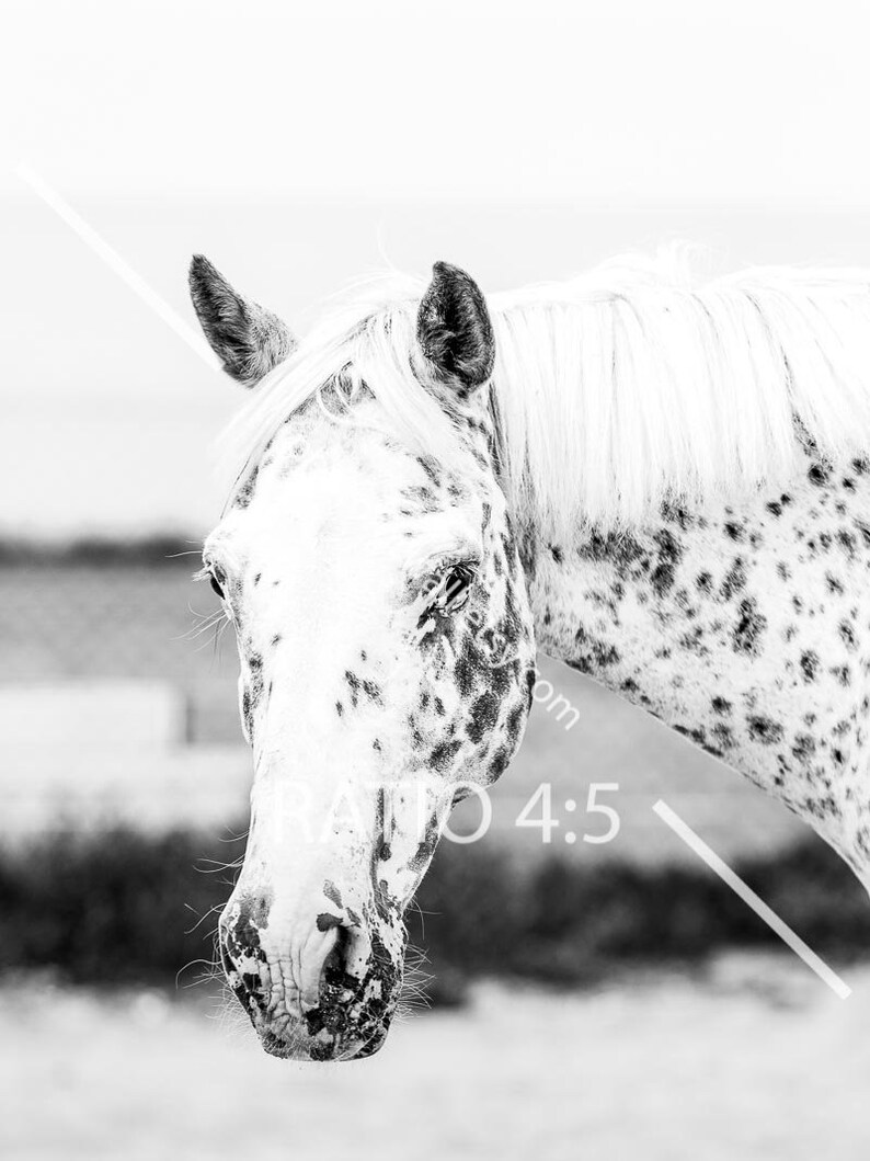 Horse art decor gallery wall art set of 3 Black and white prints horse wall decor Large wall art office or bedroom wall decor headboard image 3