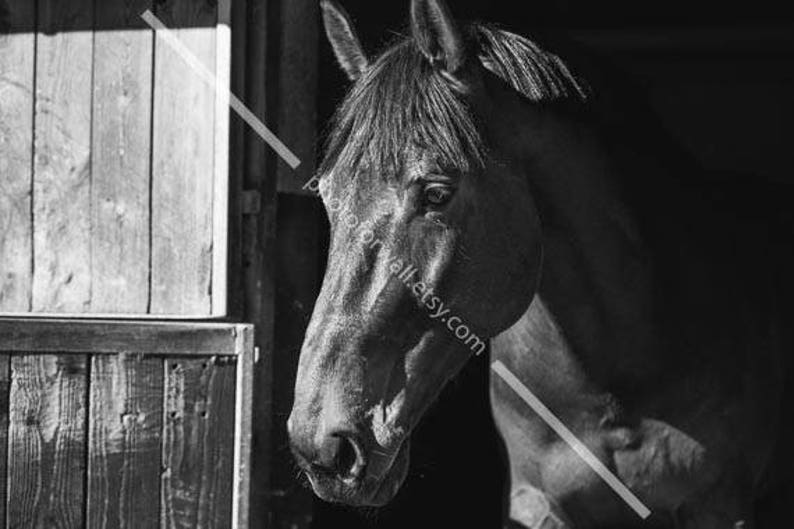Horses wall art black and white photography horse tack horse | Etsy