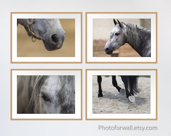 Horse Wall Art For Girl Room Decor Horse Photography With Equine Anatomy Horse Art Horse Prints Equestrian Decor Equestrian Gift