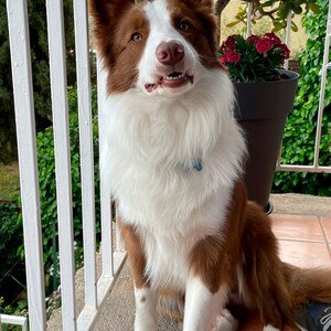 Op de afbeelding: Een bruine en witte border collie hond die op een betegelde vloer zit en met een licht geopende bek naar de camera kijkt. De hond zit voor een witte railing en een potplant met roze bloemen.