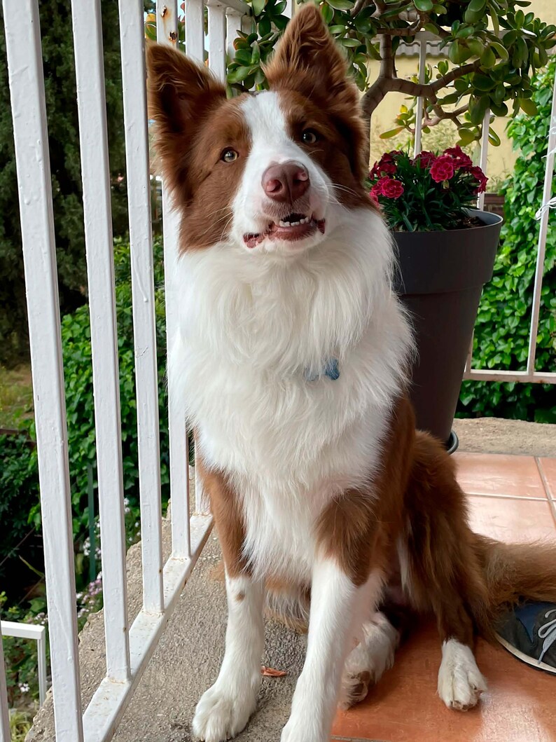 Op de afbeelding: Een bruine en witte border collie hond die op een betegelde vloer zit en met een licht geopende bek naar de camera kijkt. De hond zit voor een witte railing en een potplant met roze bloemen.
