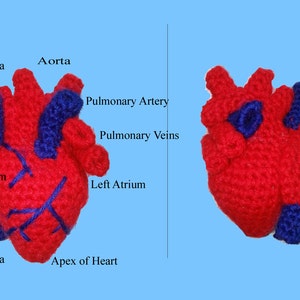 Human Heart Realistic Crochet Pattern 100% Scientifically Accurate Infant Size PDF