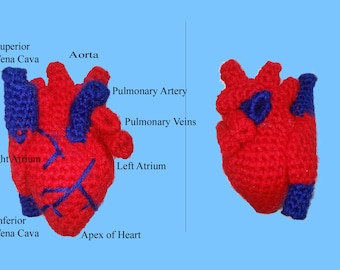 Human Heart Realistic Crochet Pattern 100% Scientifically Accurate Infant Size PDF