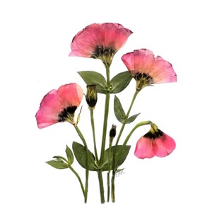 6 Gepresste Blumenkarten - Bedruckte Notizkarten - Lisianthus - Blanko innen #125