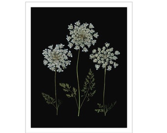 Queen Anne's Lace - Set of 6 Pressed Flower Cards - 6 Printed Notecards - #033