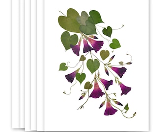 6 Pressed flower notecards, set of 6 printed cards,  Morning Glories - #127