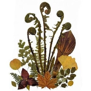 6 cartes de correspondance imprimées, cartes de fleurs pressées, cartes de fleurs sauvages du Vermont, #137