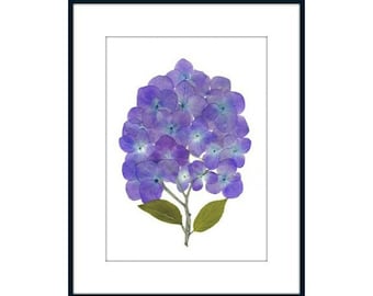 Pressed Flower Art - Pressed Flowers -  Print - Hydrangea -  8 x 10 Hydrangea print - #085