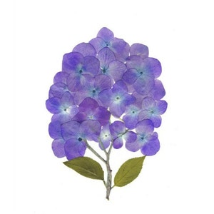 Cartes de fleurs pressées - Ensemble de 6 cartes à notes imprimées - Hydrangea - #075