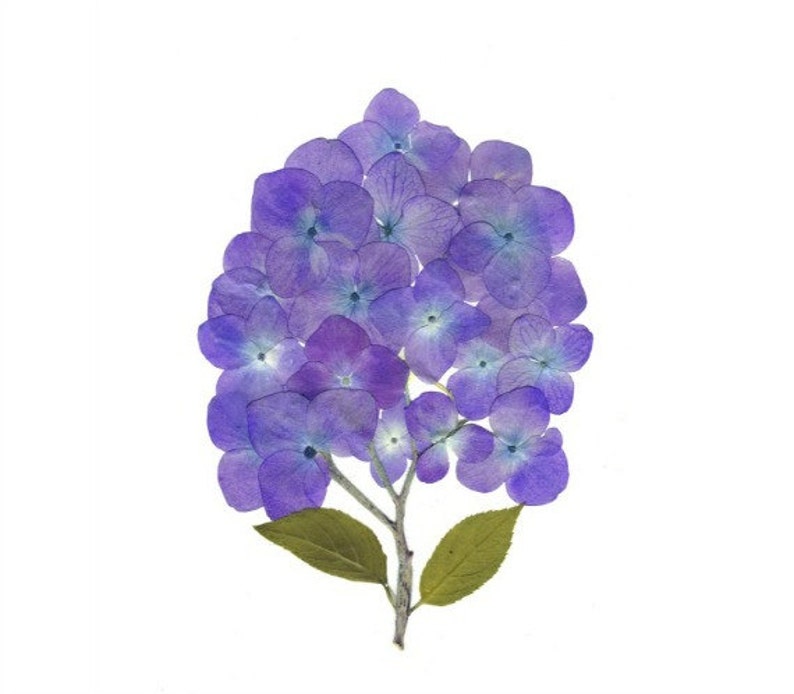 Hydrangea #075 Set of 6 Printed Notecards Pressed Flower Cards