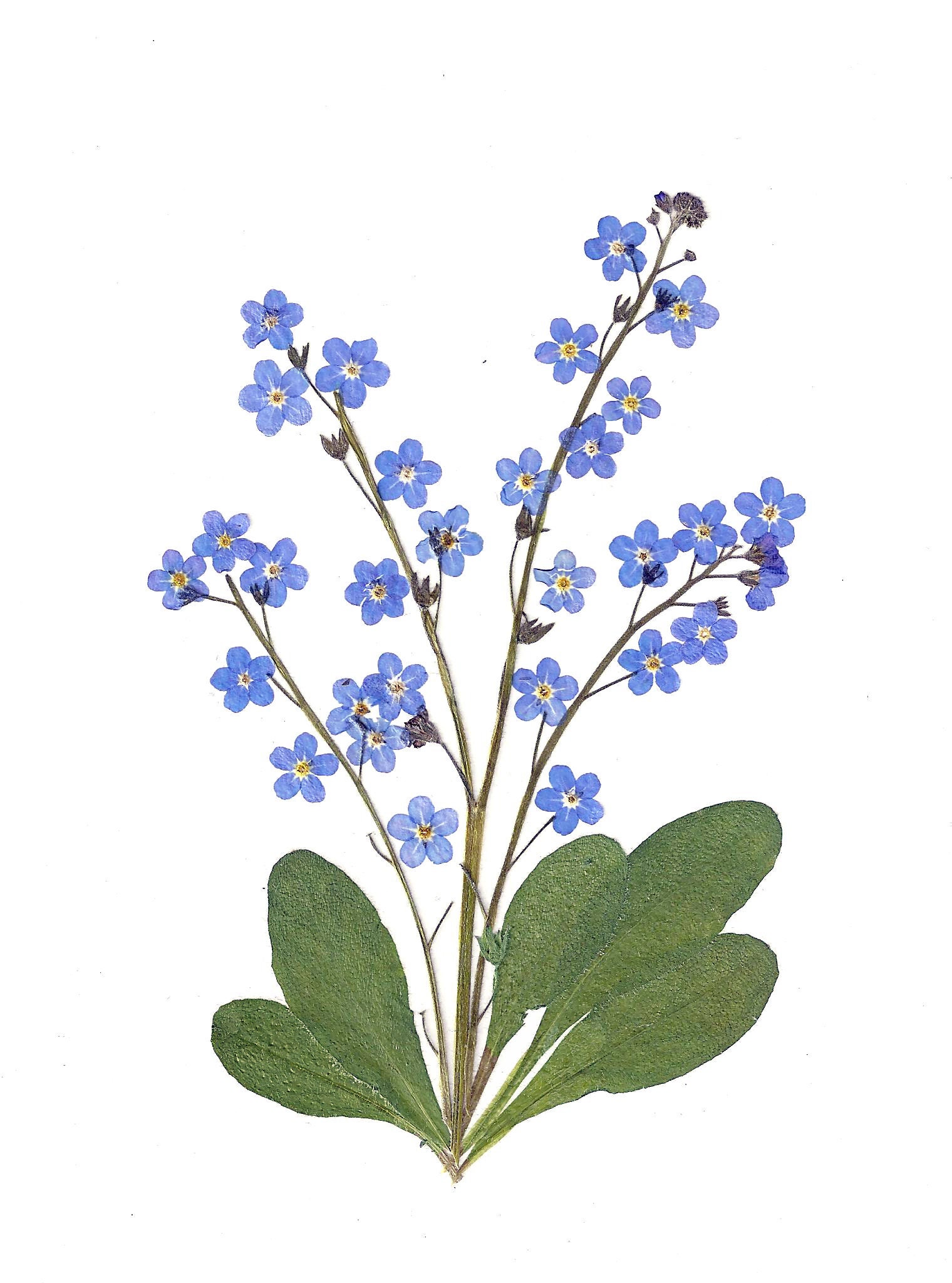 6 Pressed Flower Cards: - Spring Notecards With Forget-me-nots, Johnny ...