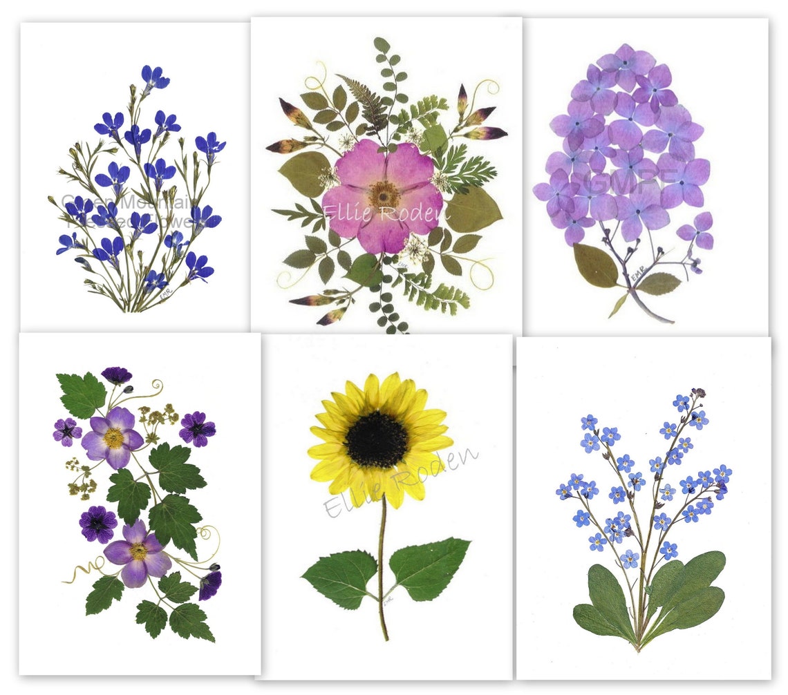 6 Pressed Flower Cards - Assorted Notecards - Printed Cards #130 - Etsy