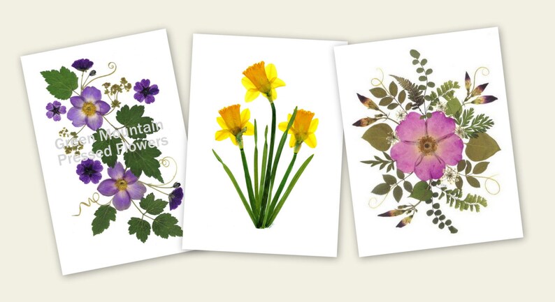 6 Pressed Flower Cards set of 6 printed notecards Gift for Mom 064 image 1