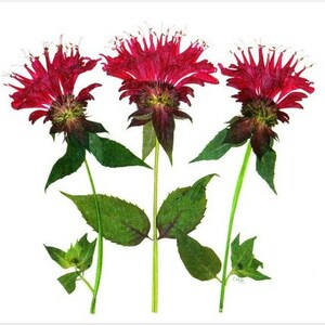 6 tarjetas de flores prensadas - BeeBalm - 6 tarjetas de notas impresas - #023
