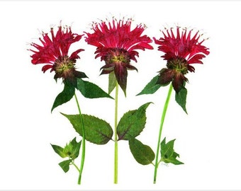 6 tarjetas de flores prensadas - BeeBalm - 6 tarjetas de notas impresas - #023