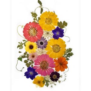 6 tarjetas impresas con flores prensadas - Zinnias - Tarjeta para toda ocasión - Interior en blanco n.º 140