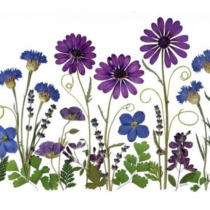 Set of 6 Pressed Flower Cards - Blank Notecards - Printed Cards ...