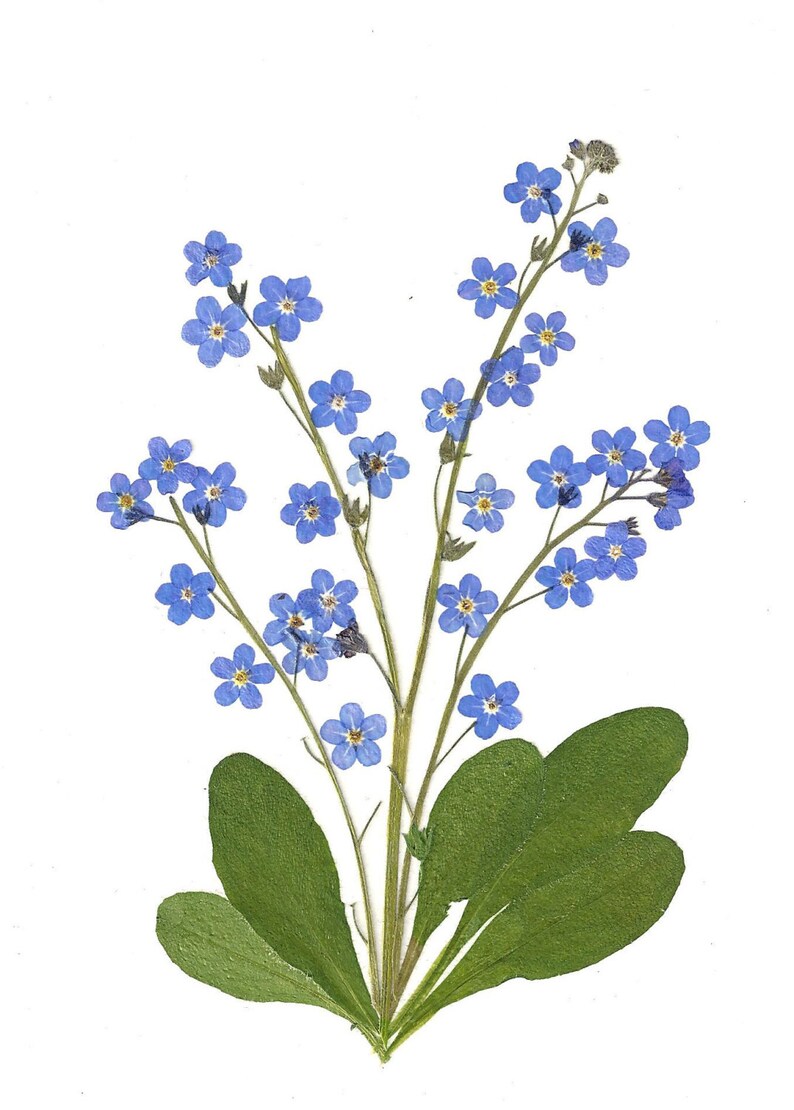 Forget Me Nots Cards Pressed Flowers Set Of 6 Notecards Etsy