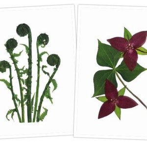 Fiddleheads, Trillium - Cartes de fleurs pressées - 6 cartes de notes imprimées - #036