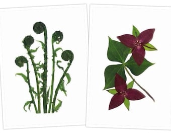 Fiddleheads, Trillium - Pressed Flower Cards - 6 Printed Notecards - #036