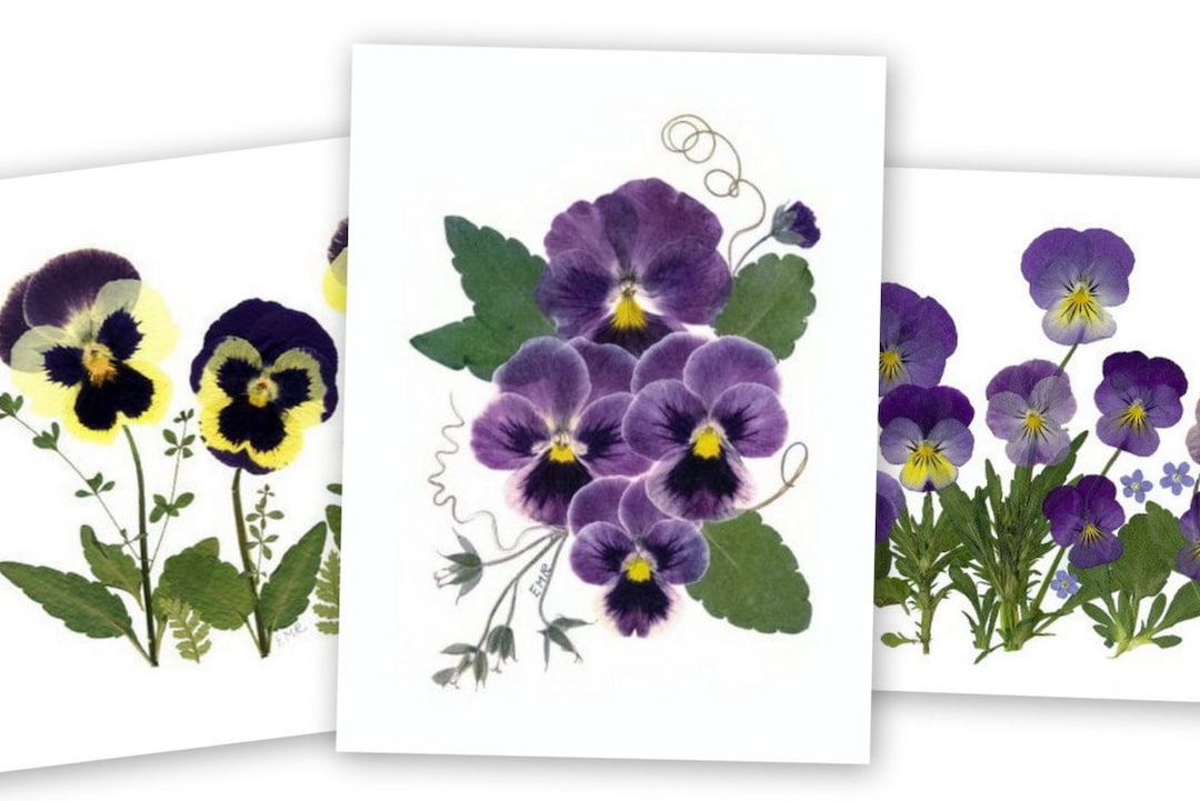 Pansies, Pressed Flower Cards, Set of 6 Printed Notecards - #061 - Etsy