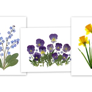 Lot de 6 cartes Fleurs printanières - Fleurs pressées - Lot de 6 cartes #105