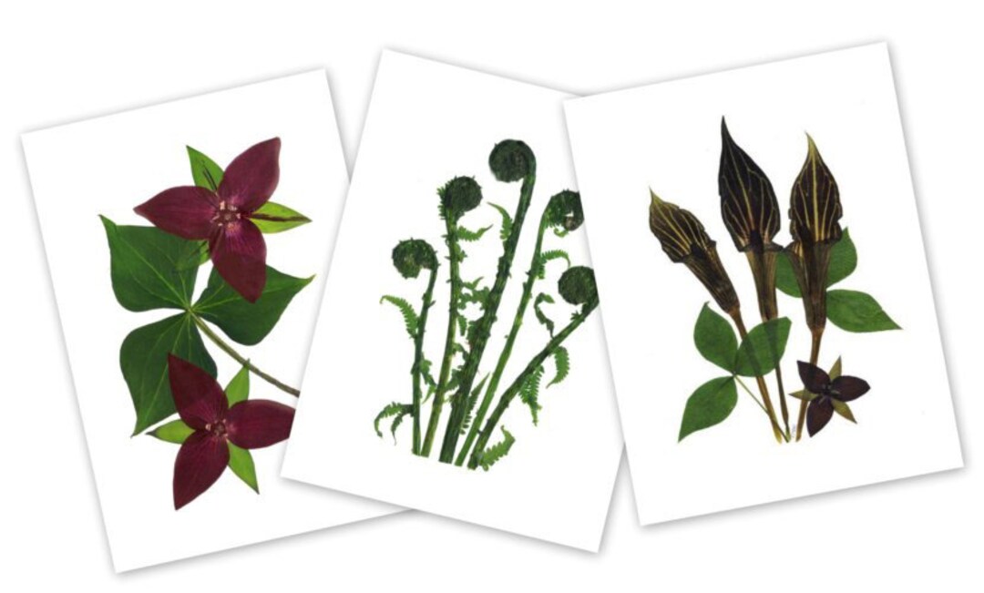 Pressed Flower Cards - Set of 6 Printed Wildflower Note Cards - Blank ...
