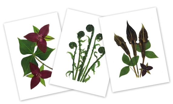 blank stationery set of 6 wildflower note cards #049 Pressed Flower Cards