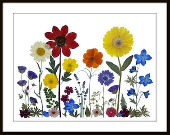 Puede incluir: Una obra de arte de flores prensadas que presenta un arcoíris de colores. Las flores están dispuestas en una línea vertical, con la flor más alta siendo un girasol amarillo. Las otras flores incluyen una dalia roja, un cosmos naranja, una margarita blanca, un delfinio azul y un aster morado.