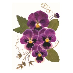 Pensées, cartes de fleurs pressées, lot de 6 cartes de correspondance imprimées - -#050